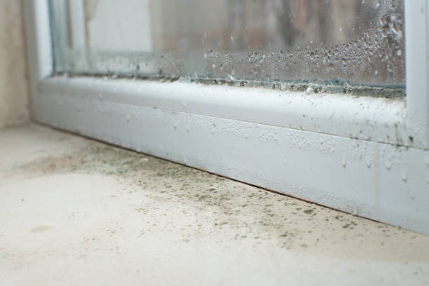 Environmental Consulting for Mold Prevention in Mayville, ND